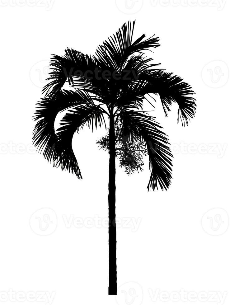 Tree silhouette on white background with clipping path and alpha channel. photo