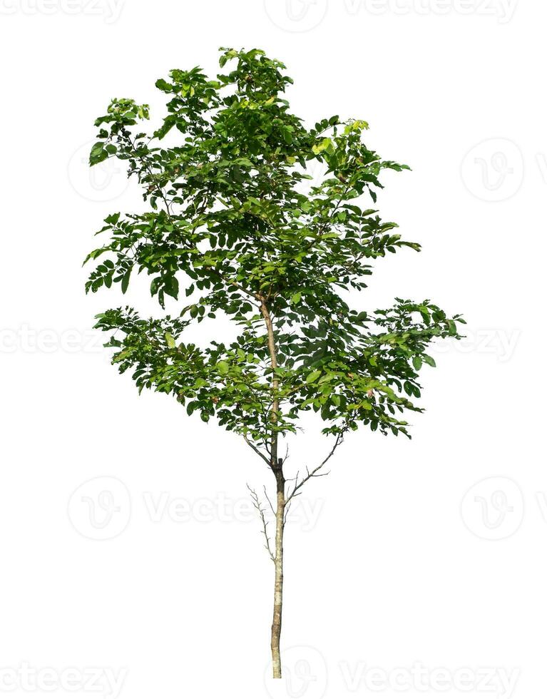 Tree isolated on white background with clipping path and alpha channel. photo