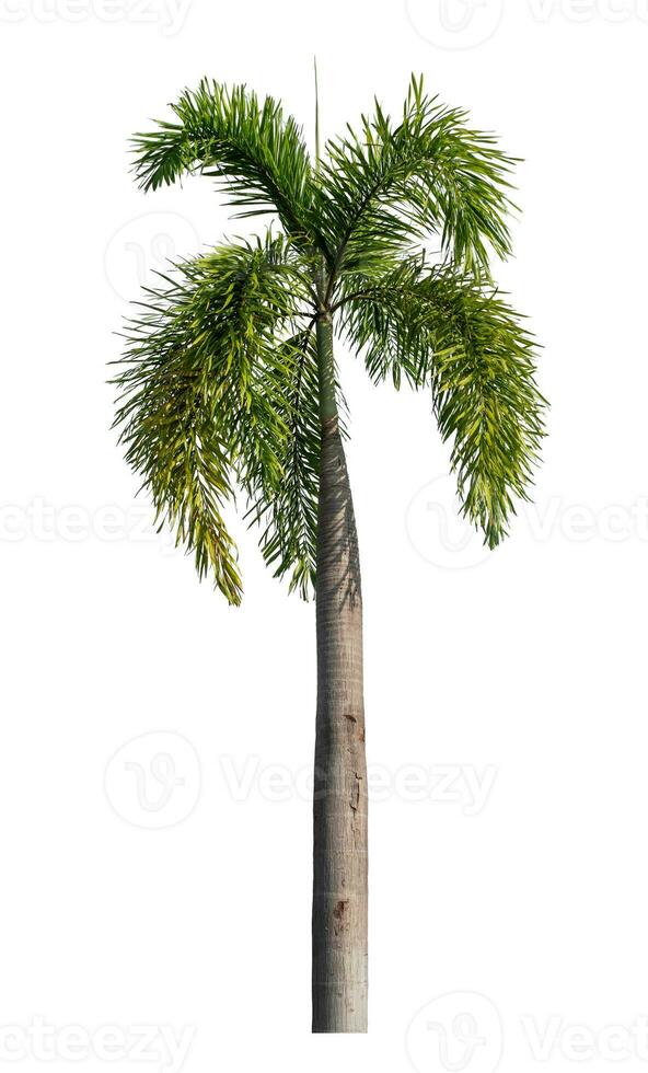 Green palm tree isolated on white background with clipping path and alpha channel photo