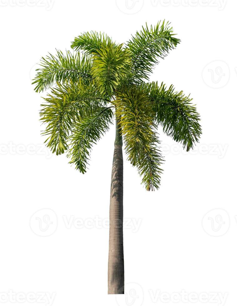 Green palm tree isolated on white background with clipping path and alpha channel photo