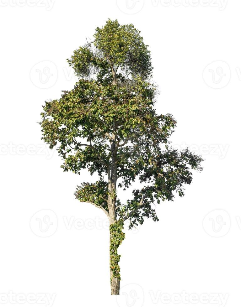 Tree isolated on white background, Tropical tree. photo