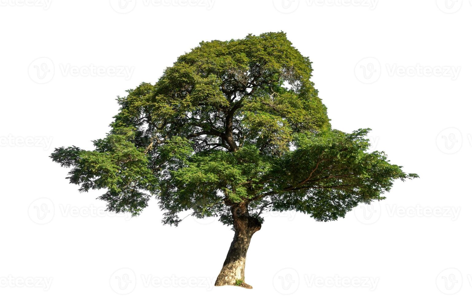 Big tree isolated on white background, Tropical tree. photo