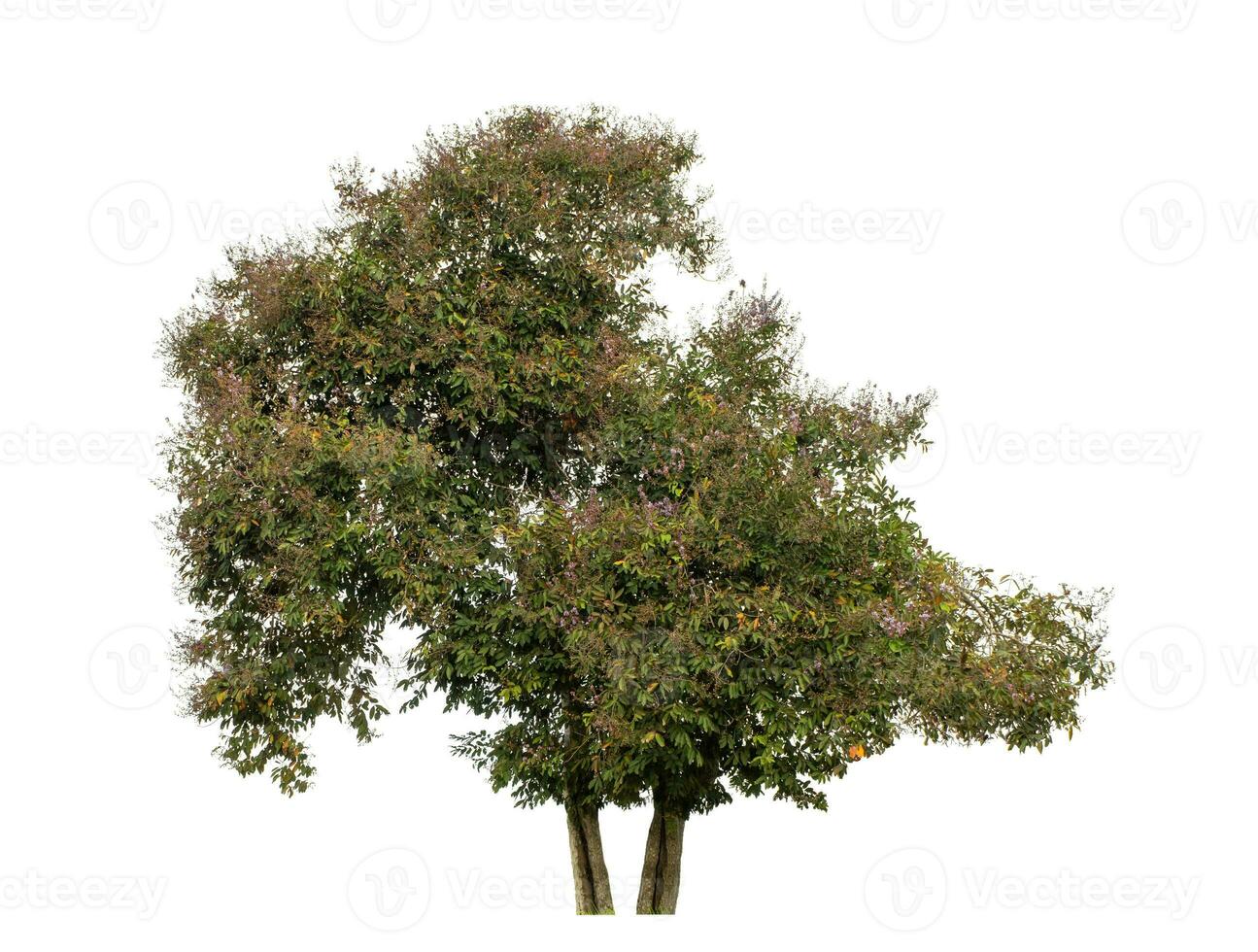 Tree isolated on white background, Tropical tree. photo