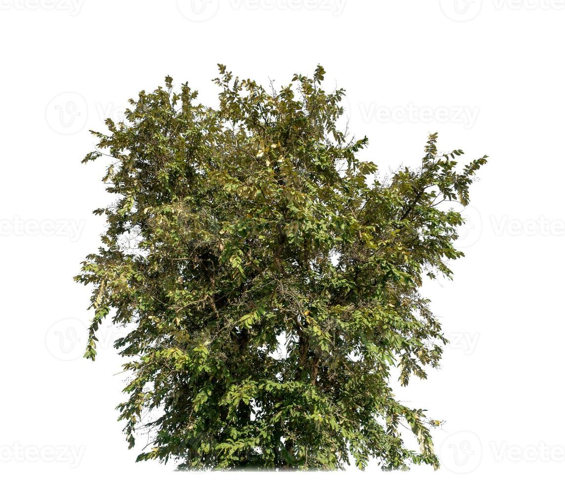 Bush on white background with clipping path and alpha channel. photo