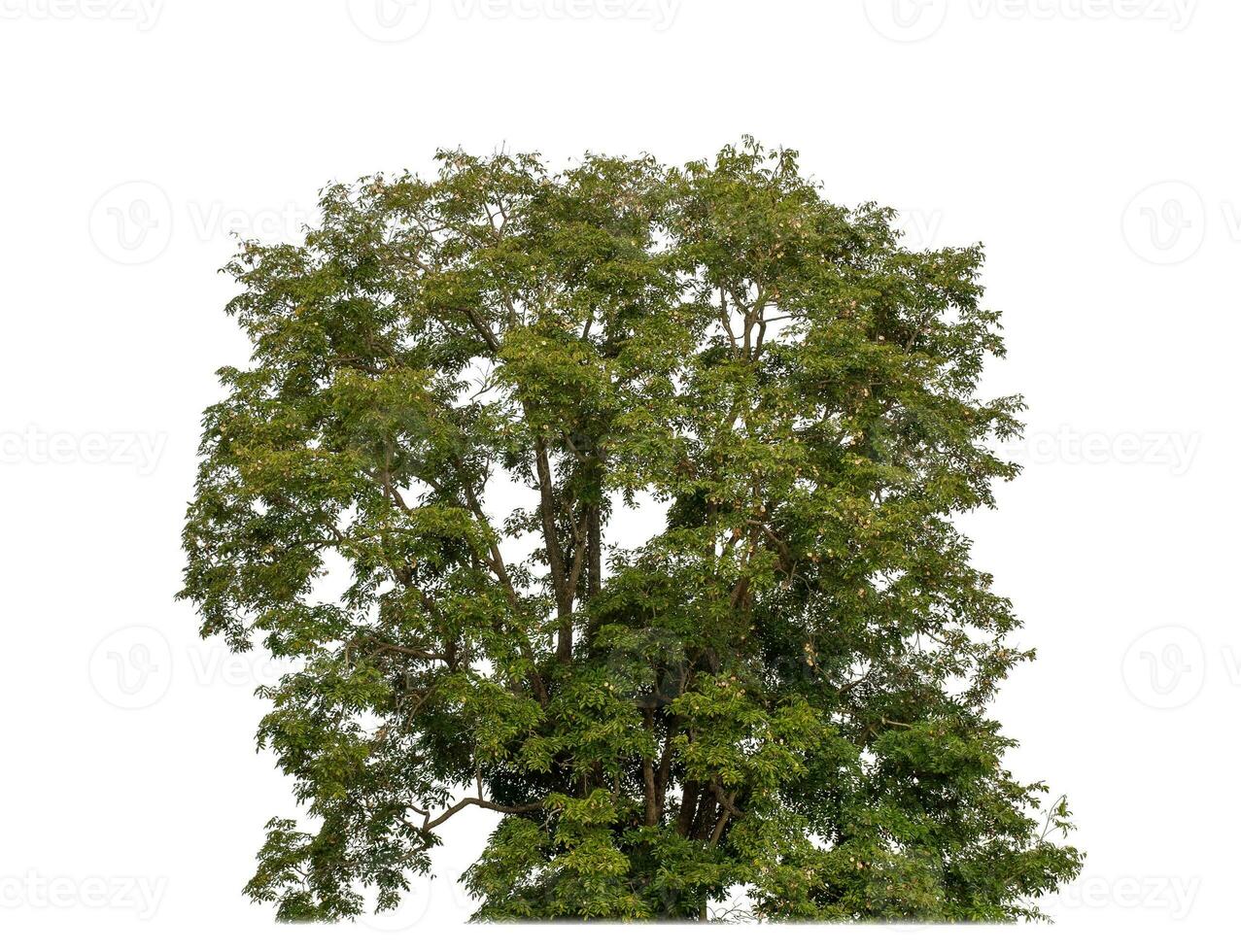 canopy tree on white background with clipping path and alpha channel. photo