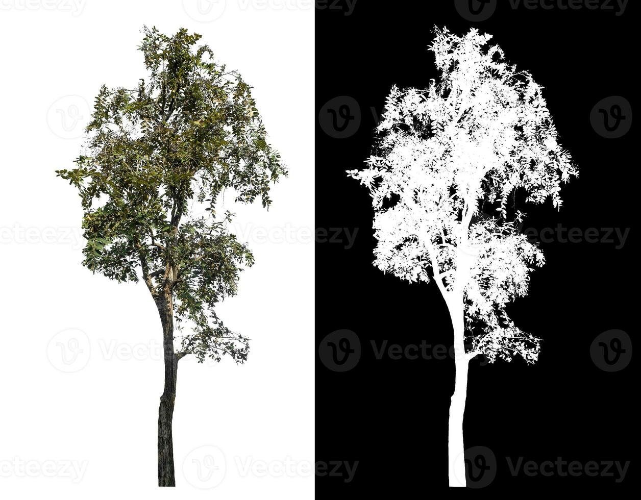 Single tree on white background with clipping path and alpha channel on black background. photo