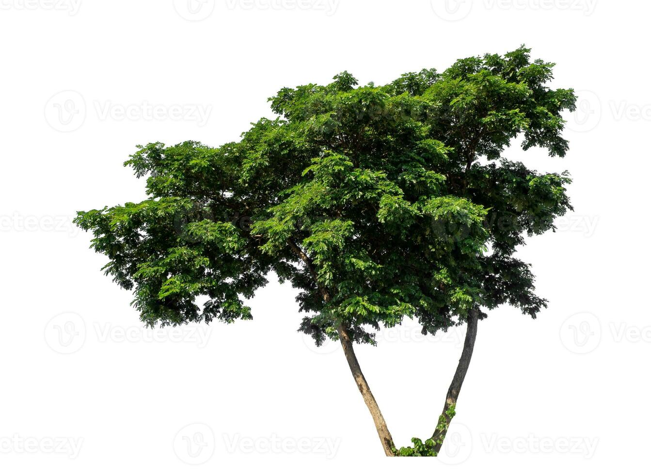 Green tree isolated on white background, Tropical tree. photo