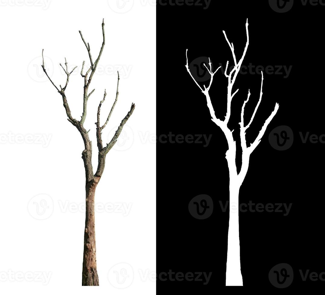 Dead tree on white background with clipping path and alpha channel on black background. photo