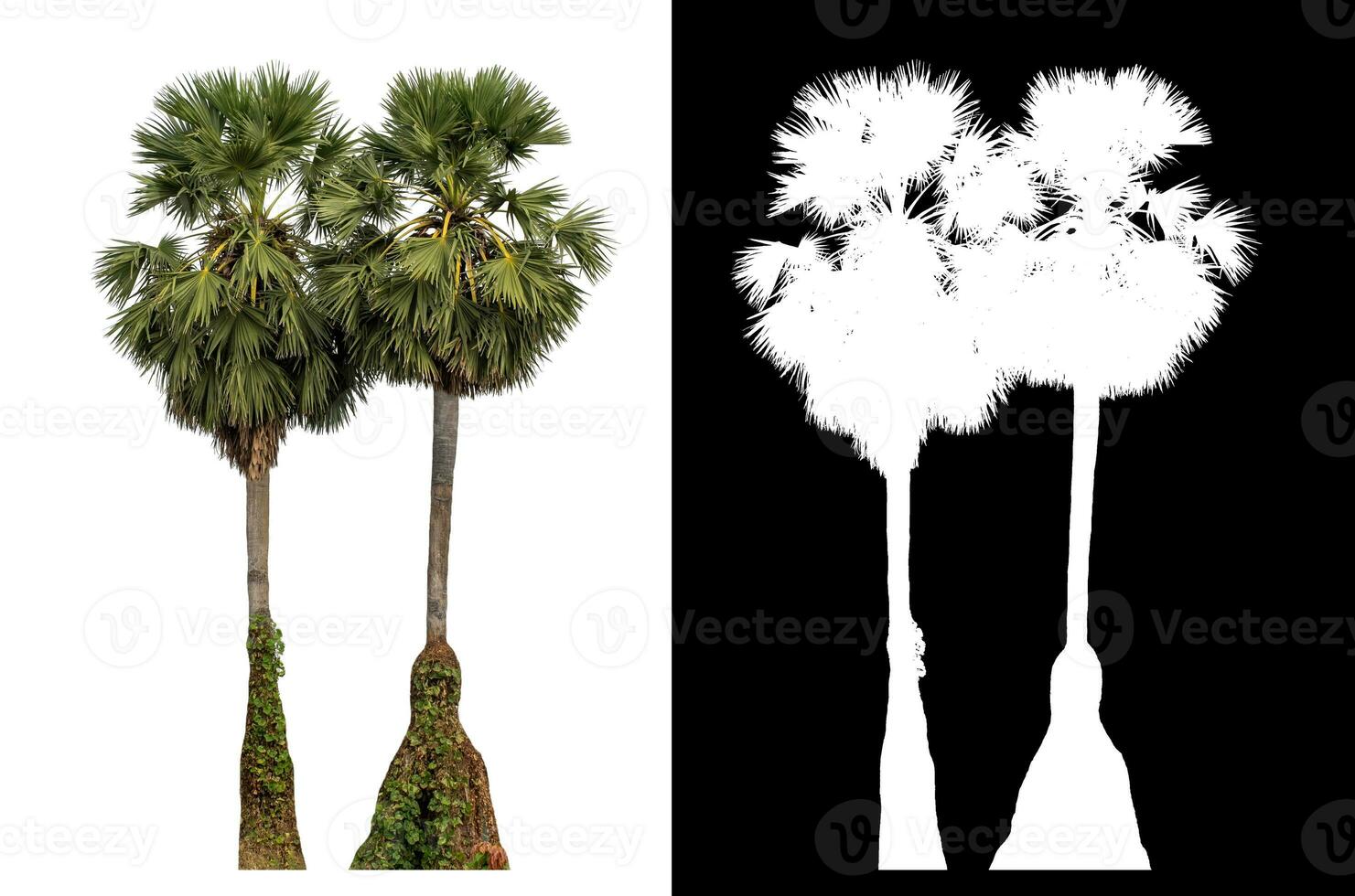 Palm tree on white background with clipping path and alpha channel on black background. photo
