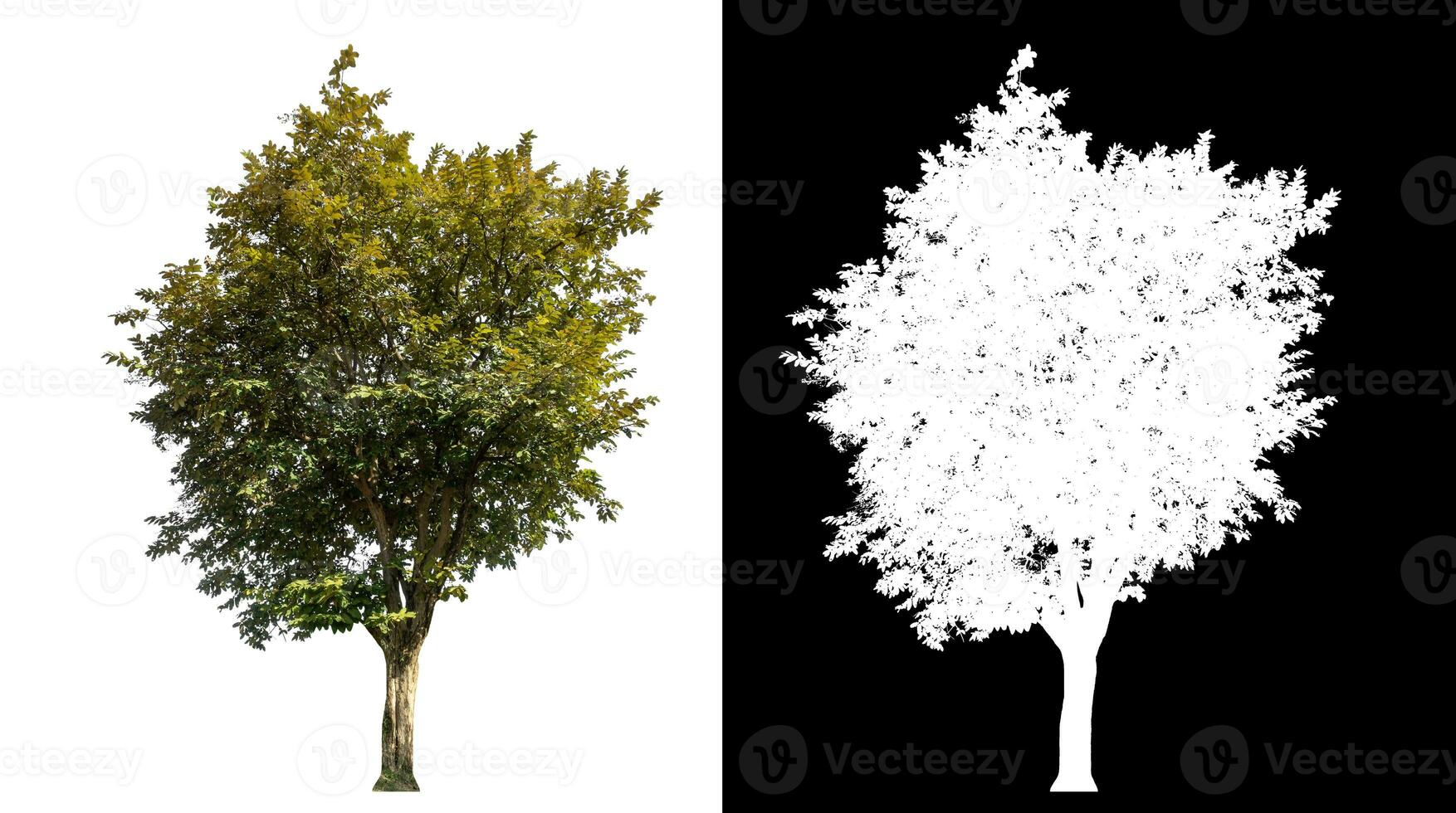 Single trees on white background with clipping path and alpha channel on black background. photo