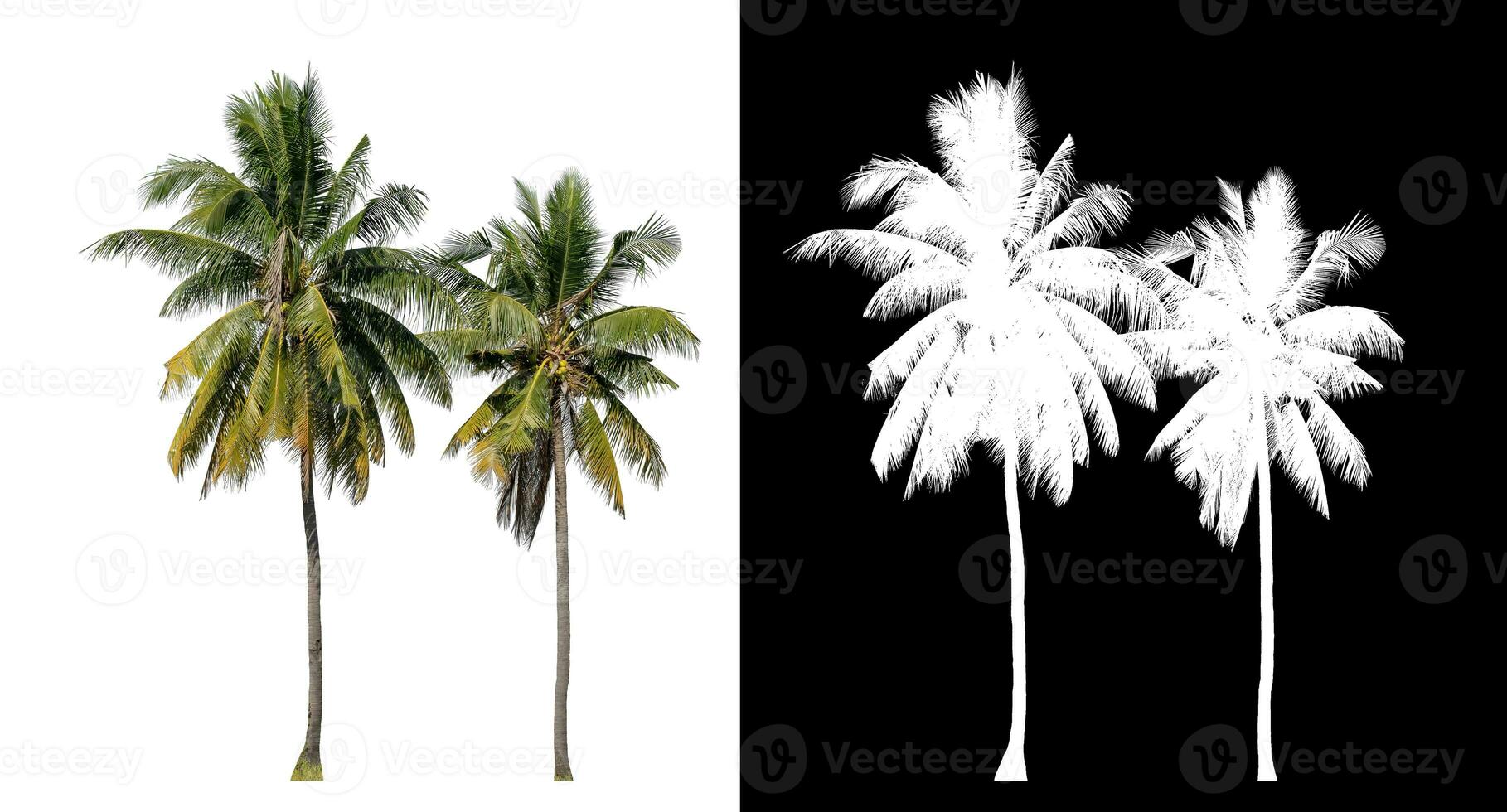 Coconut on white background with clipping path and alpha channel on black background. photo