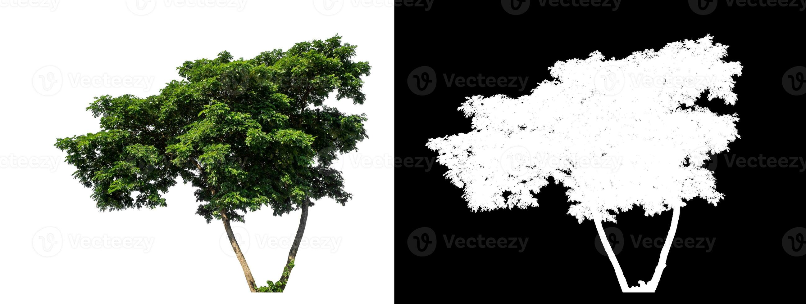 Green tree on white background with clipping path and alpha channel on black background. photo