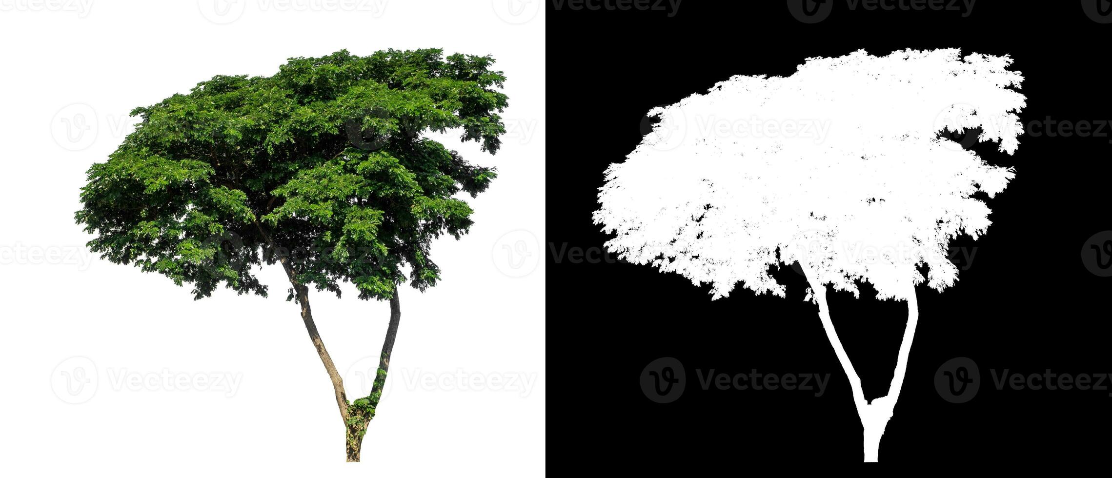 Single tree on white background with clipping path and alpha channel on black background. photo