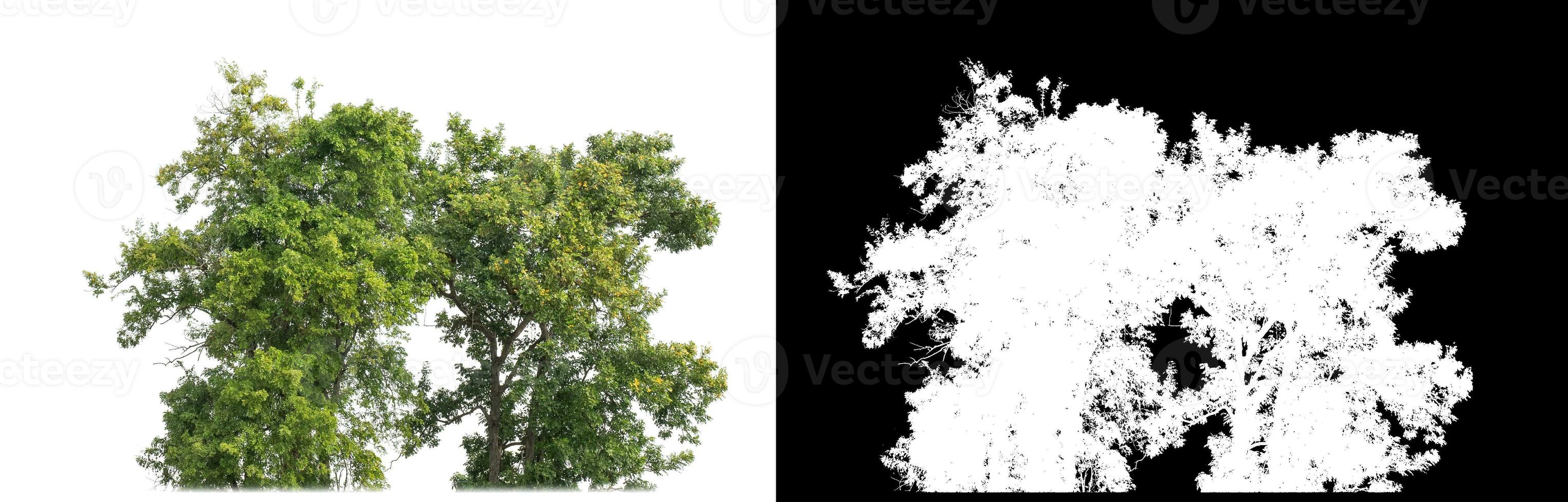 Bush on white background with clipping path and alpha channel on black background. photo