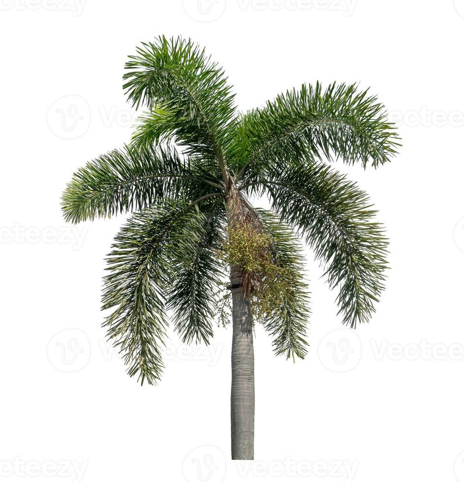 Green palm tree isolated on white background with clipping path and alpha channel. photo