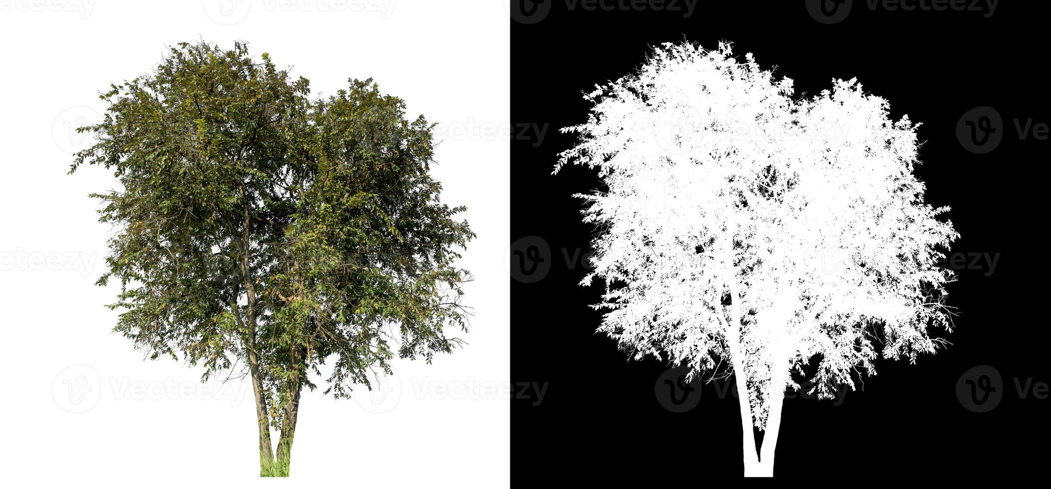 Single trees on white background with clipping path and alpha channel on black background. photo
