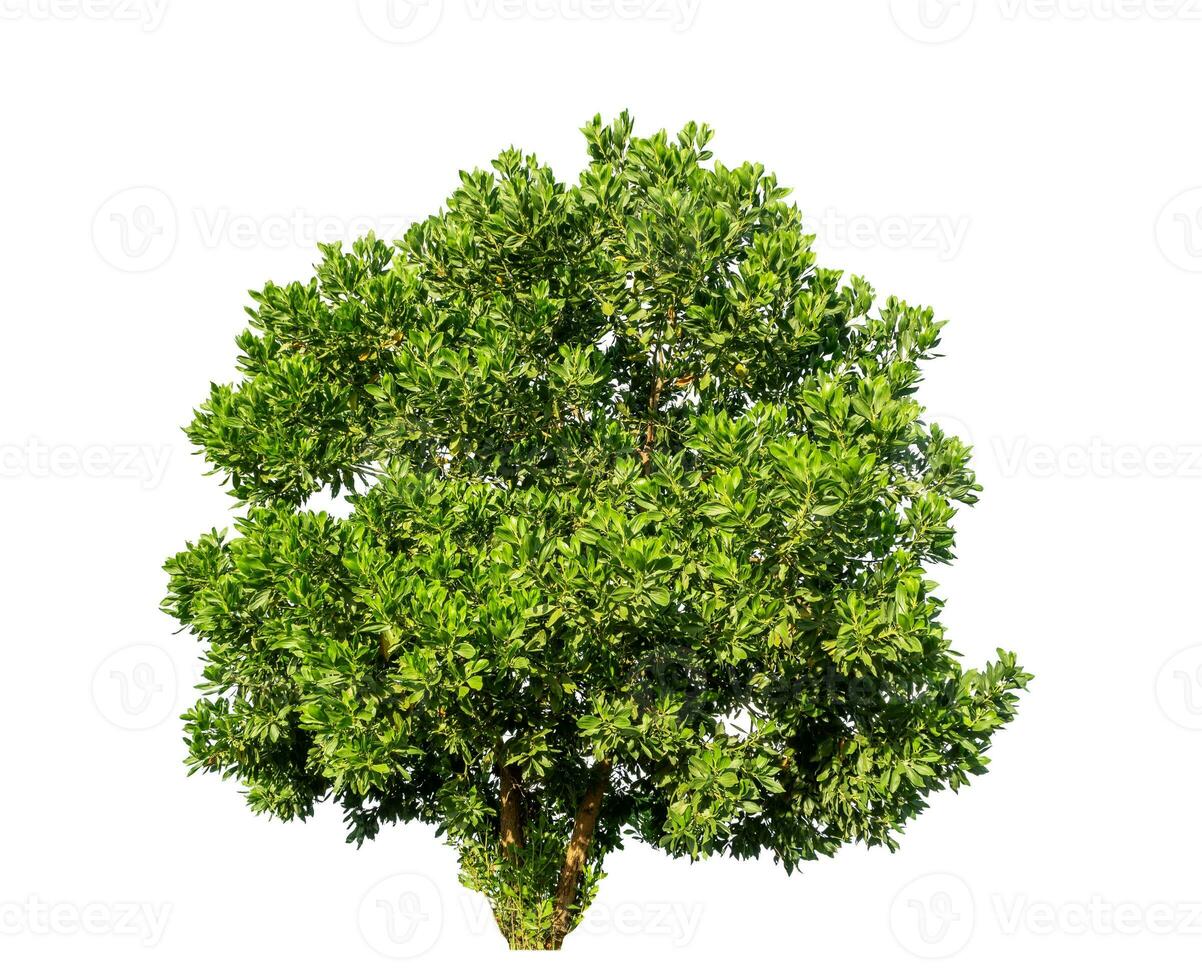 Bush on white background with clipping path and alpha channel. photo