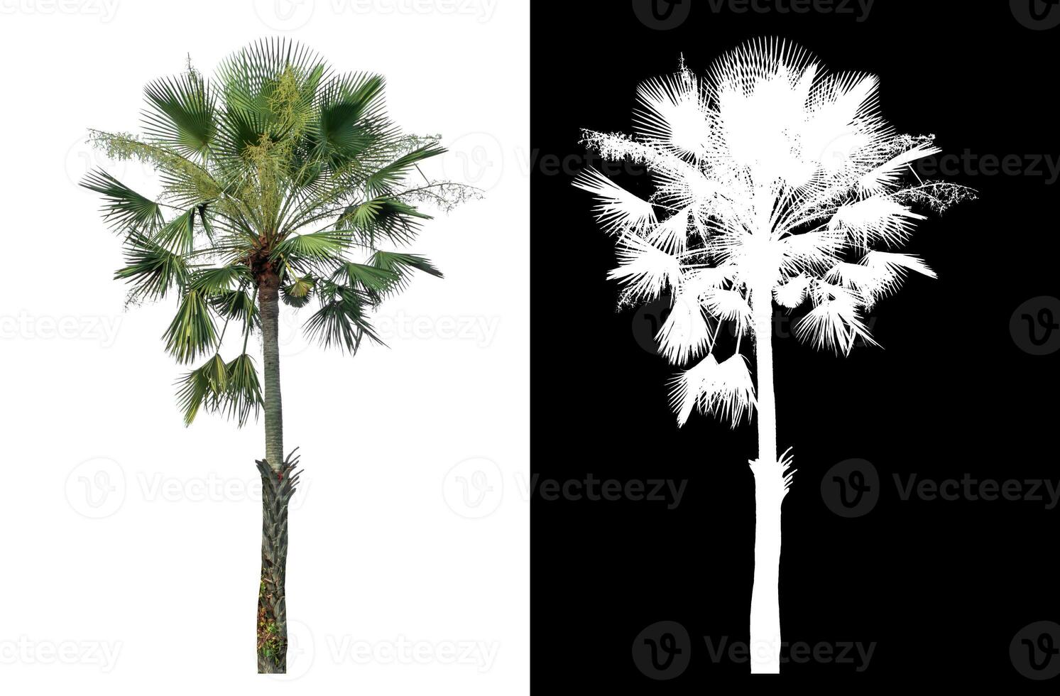 Green palm tree isolated on white background with clipping path and alpha channel on black background. photo