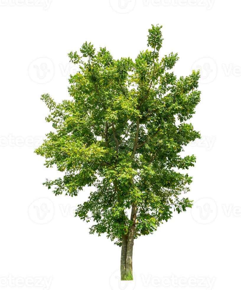 Tree isolated on white background with clipping path and alpha channel. photo