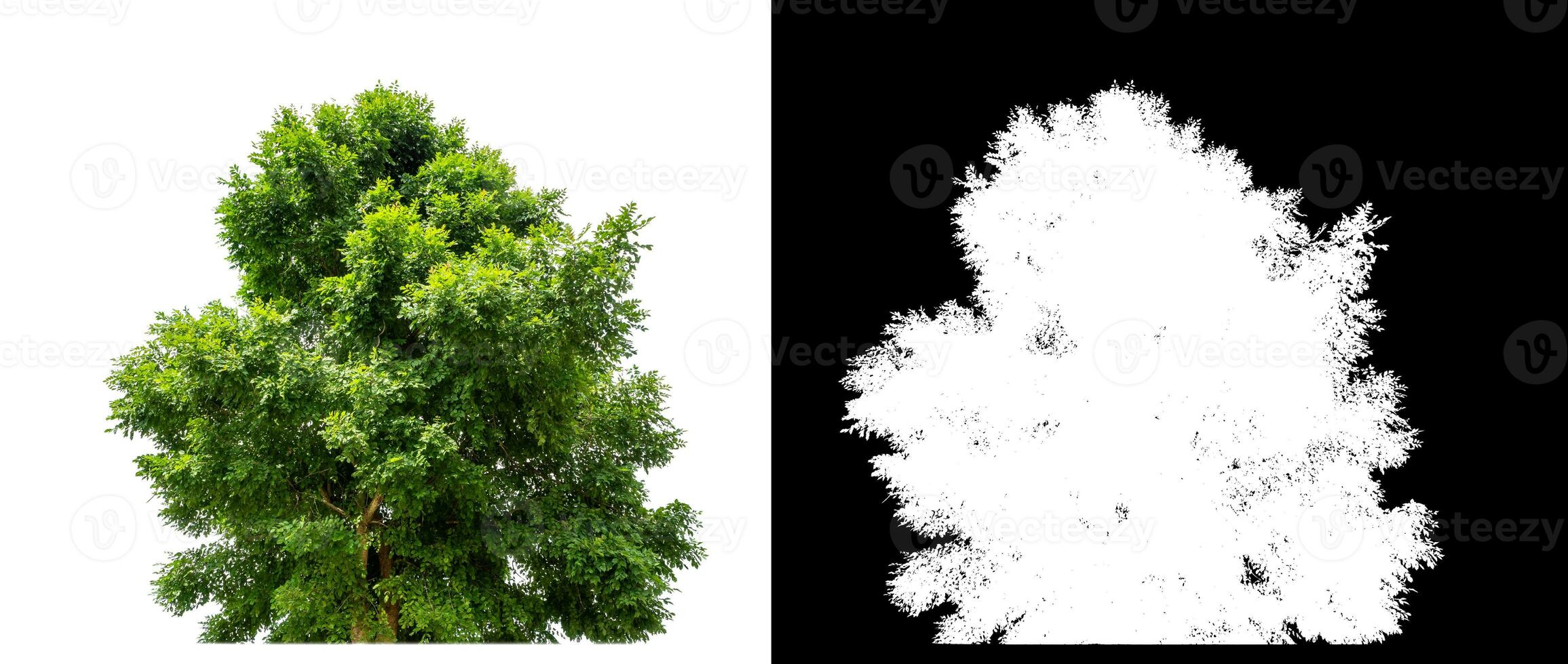 Bush on white background with clipping path and alpha channel on black background. photo