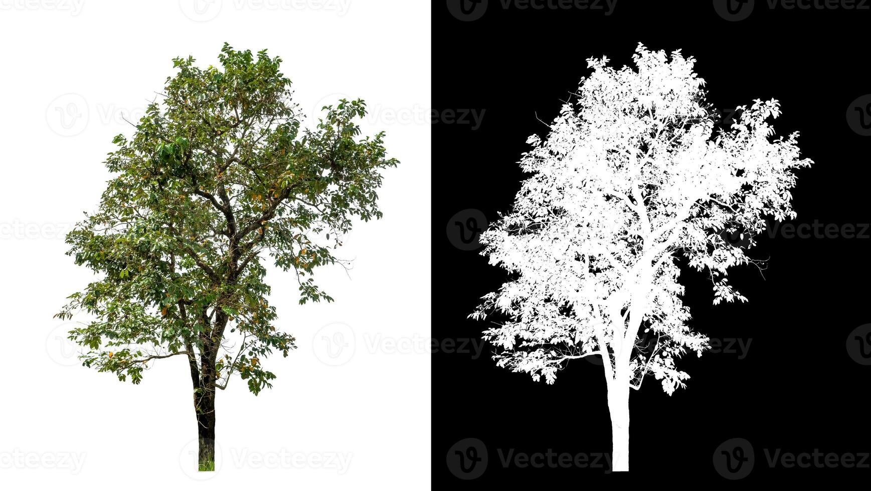 Single green tree on white background with clipping path and alpha channel on black background. photo