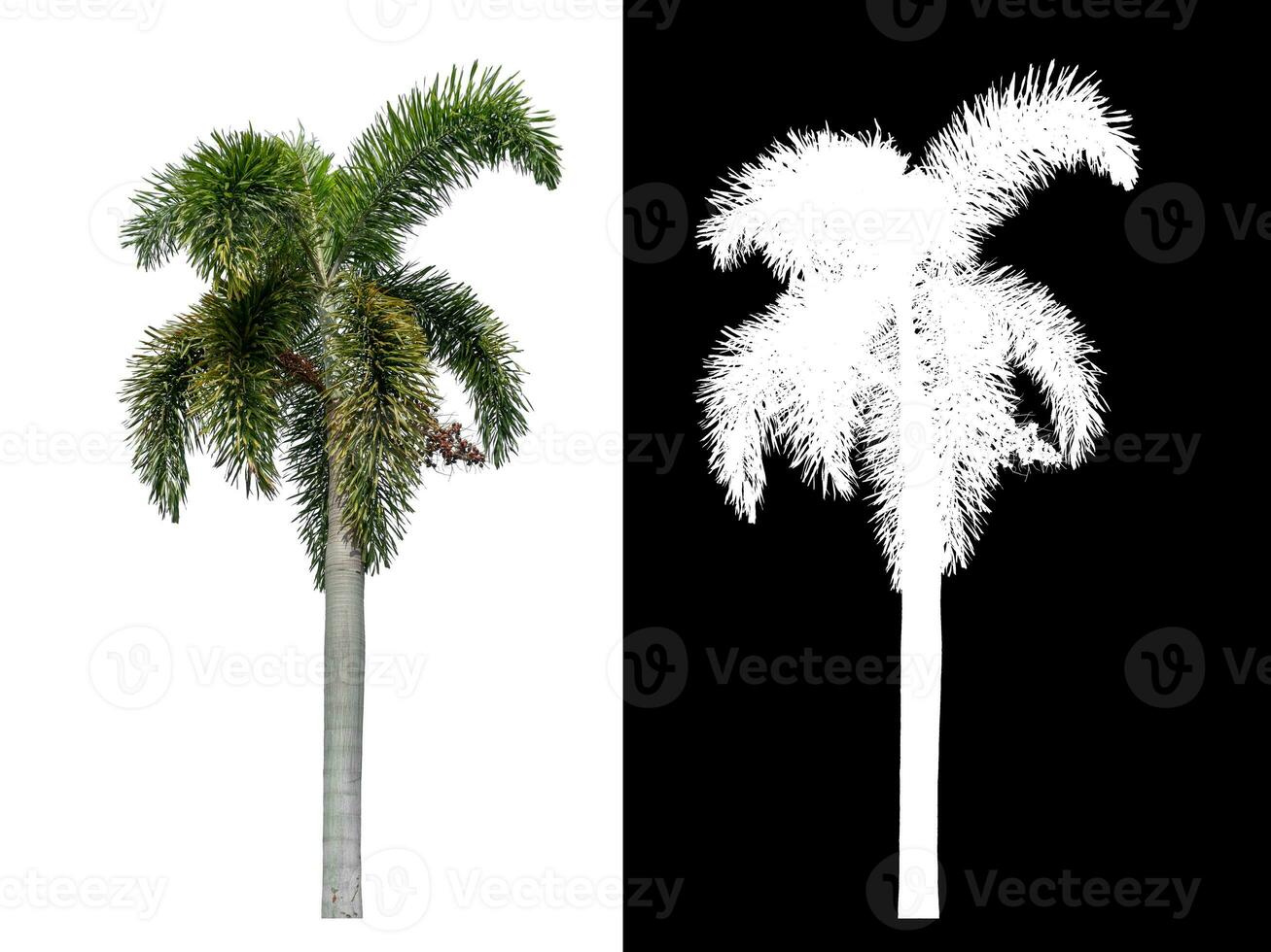 Green palm tree isolated on white background with clipping path and alpha channel on black background. photo