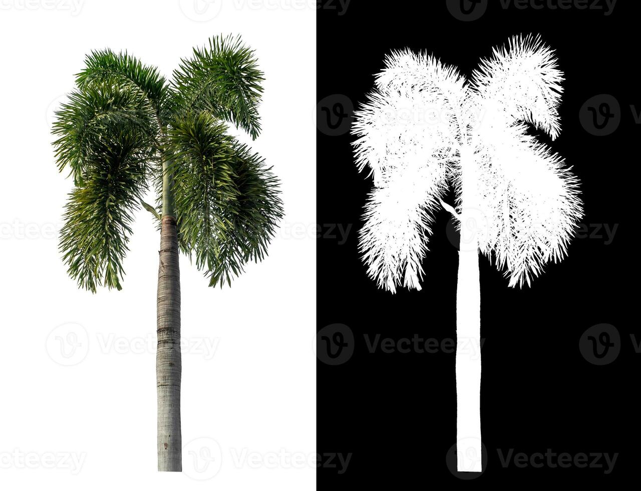 Green palm tree isolated on white background with clipping path and alpha channel on black background. photo