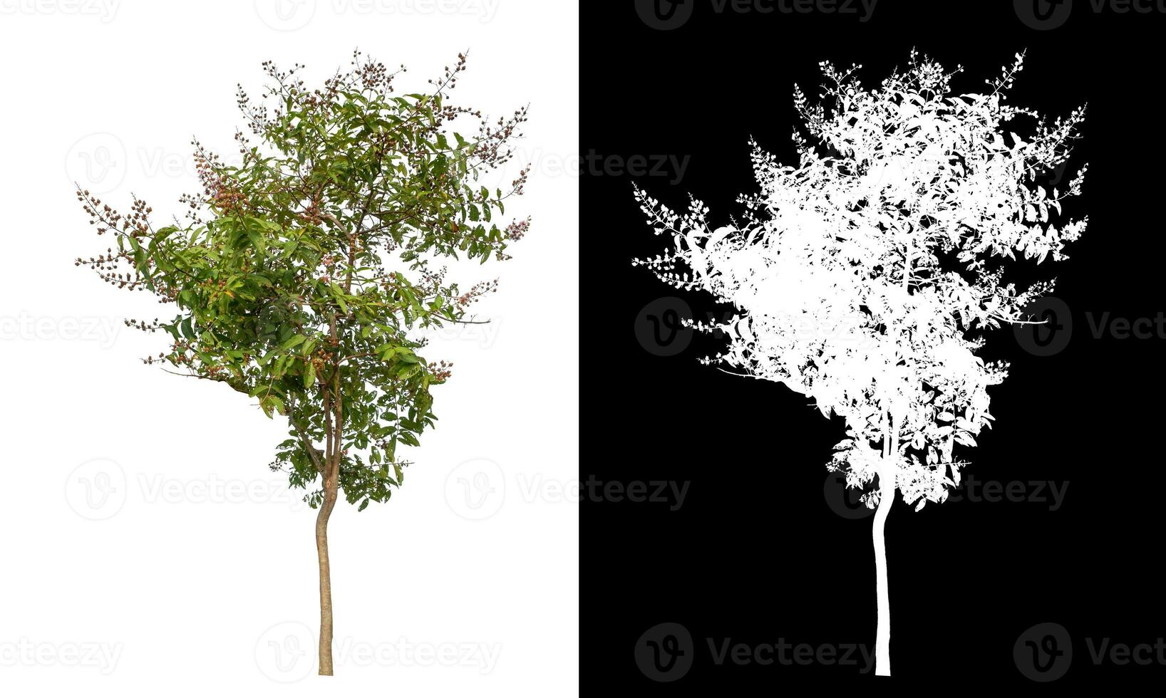 Single green tree on white background with clipping path and alpha channel on black background. photo