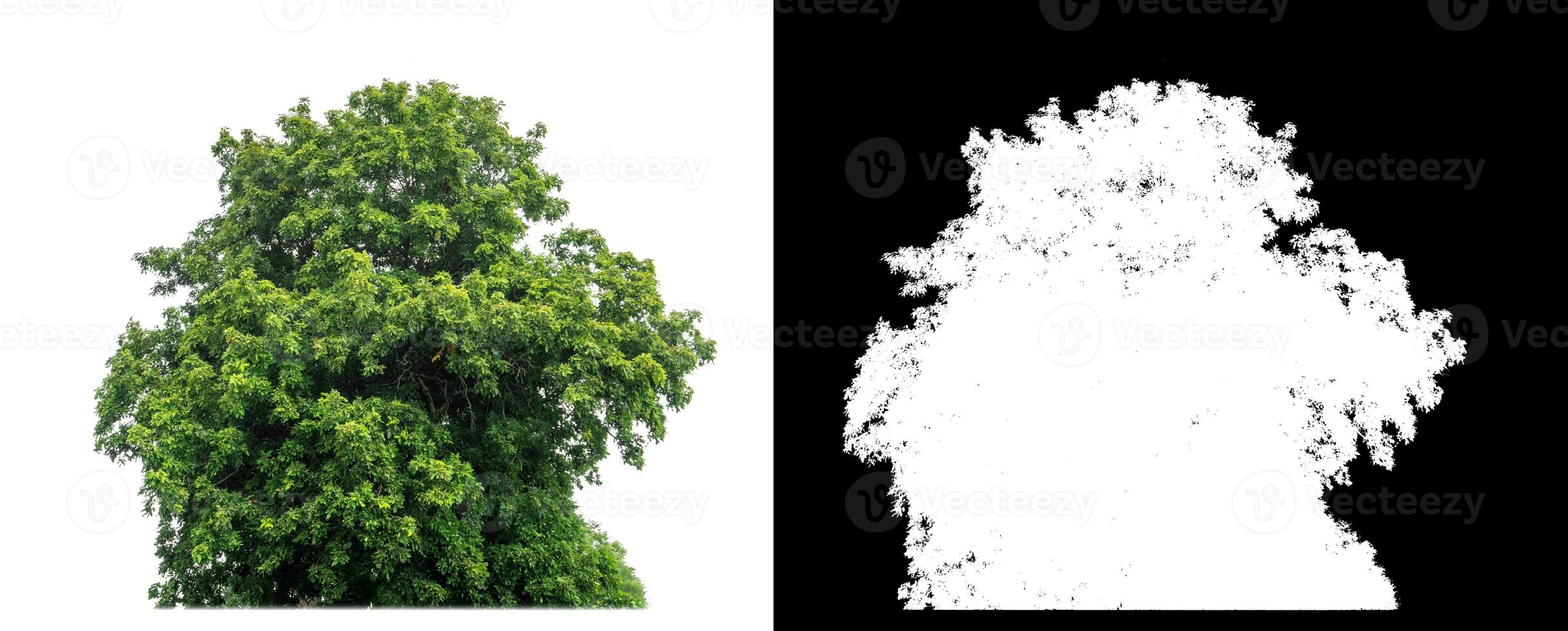 Bush on white background with clipping path and alpha channel on black background. photo