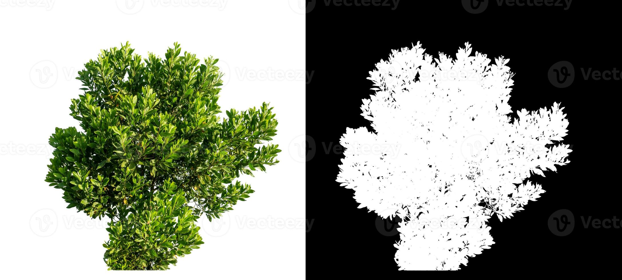 Bush on white background with clipping path and alpha channel on black background. photo