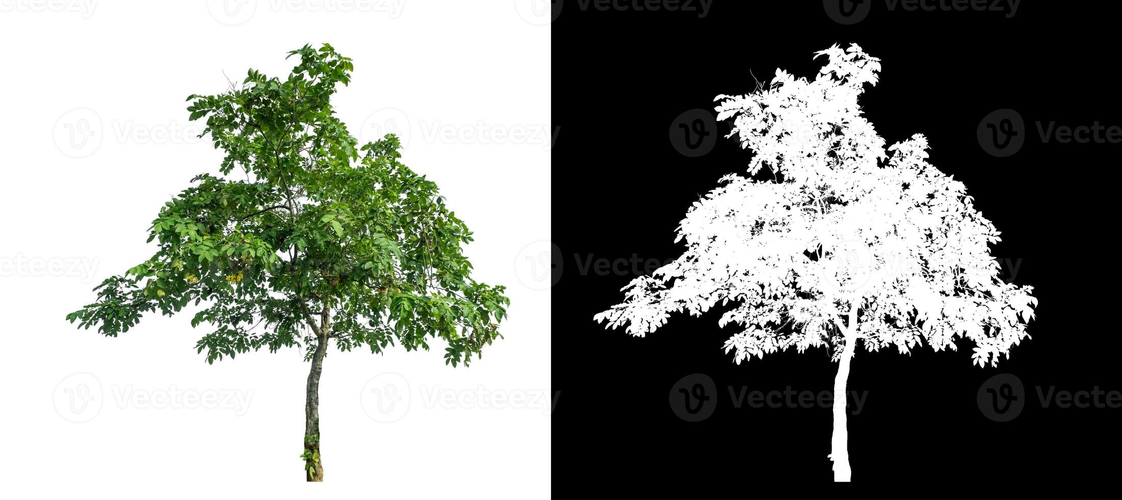 Single green tree on white background with clipping path and alpha channel on black background. photo