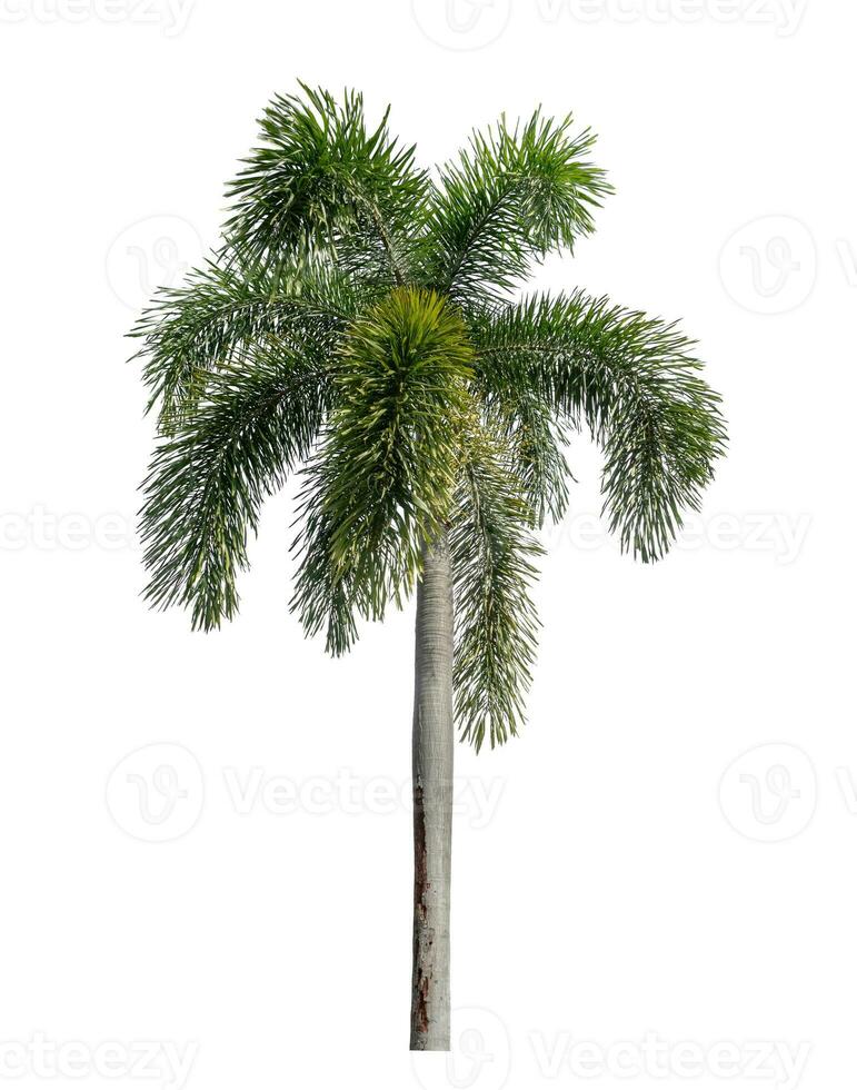 Green palm tree isolated on white background with clipping path and alpha channel. photo