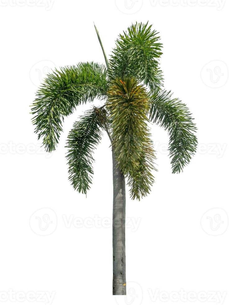 Green palm tree isolated on white background with clipping path and alpha channel photo