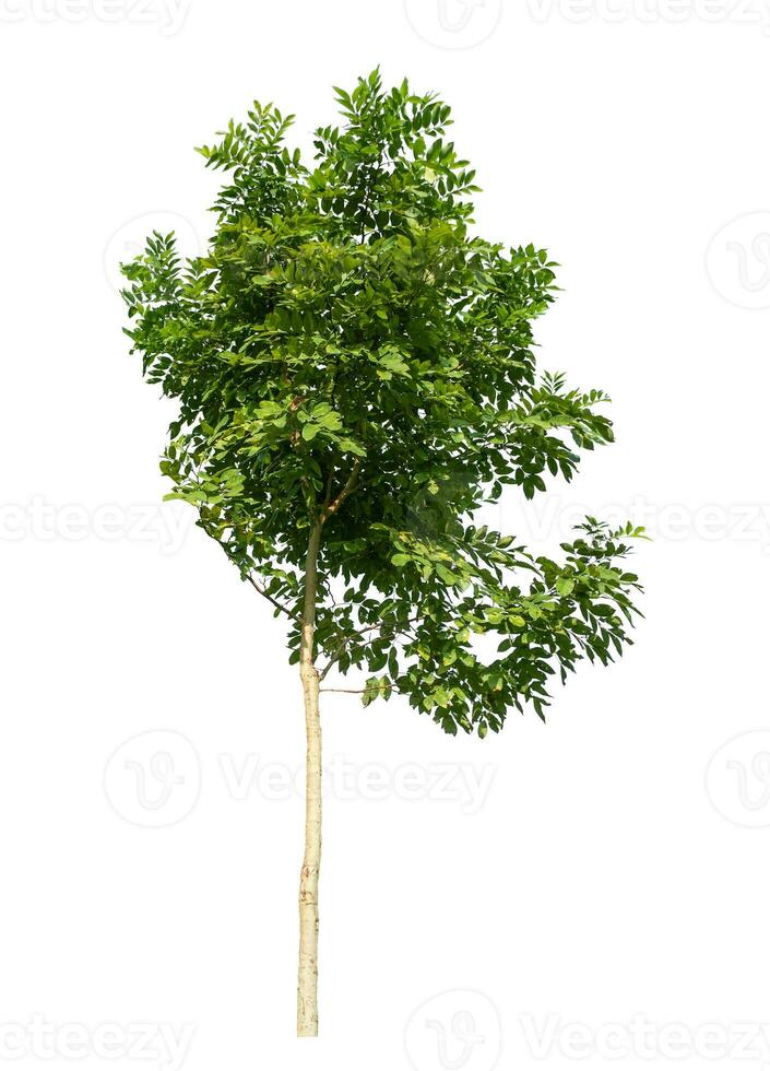 Tree isolated on white background with clipping path and alpha channel. photo