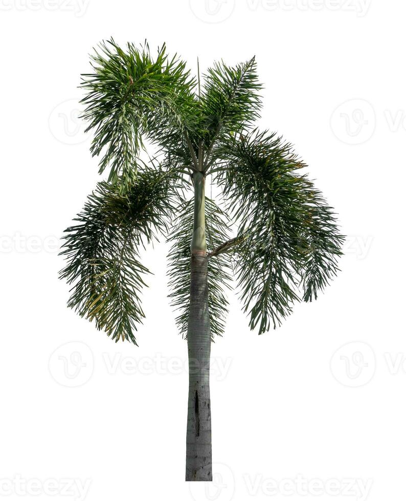 Green palm tree isolated on white background with clipping path and alpha channel. photo