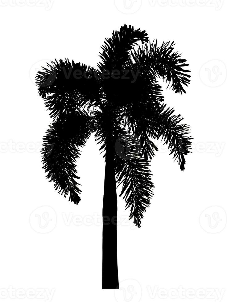 palm tree silhouette on white background with clipping path and alpha channel. photo