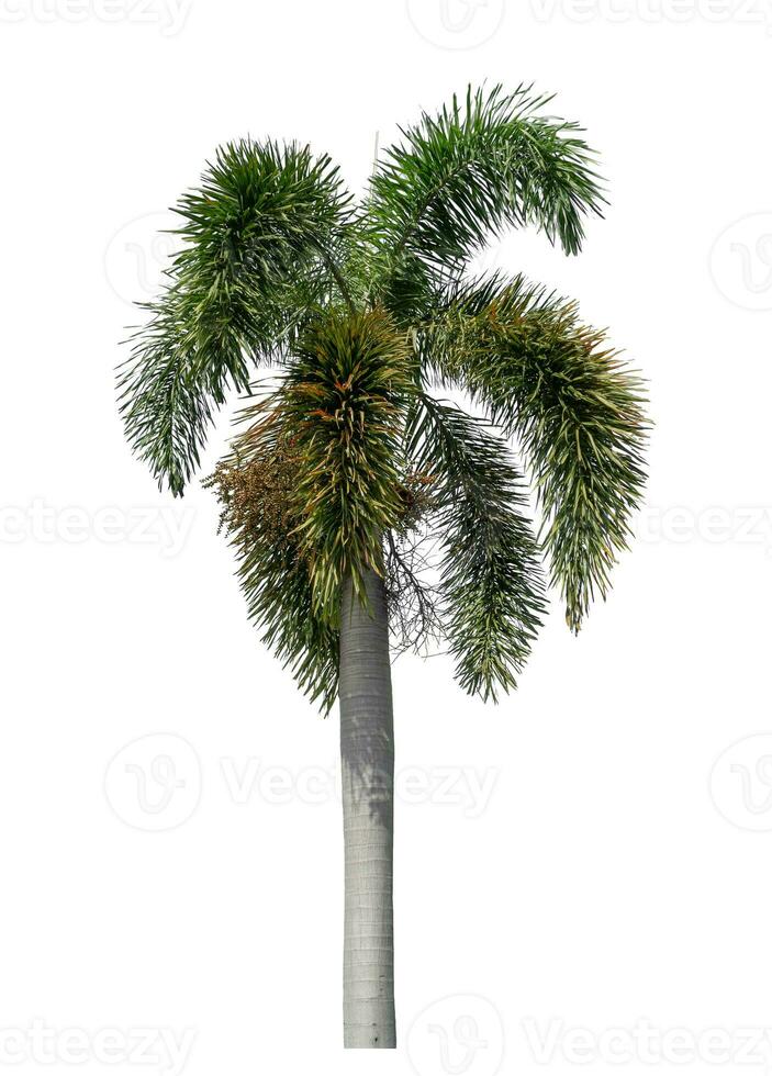 Green palm tree isolated on white background with clipping path and alpha channel. photo