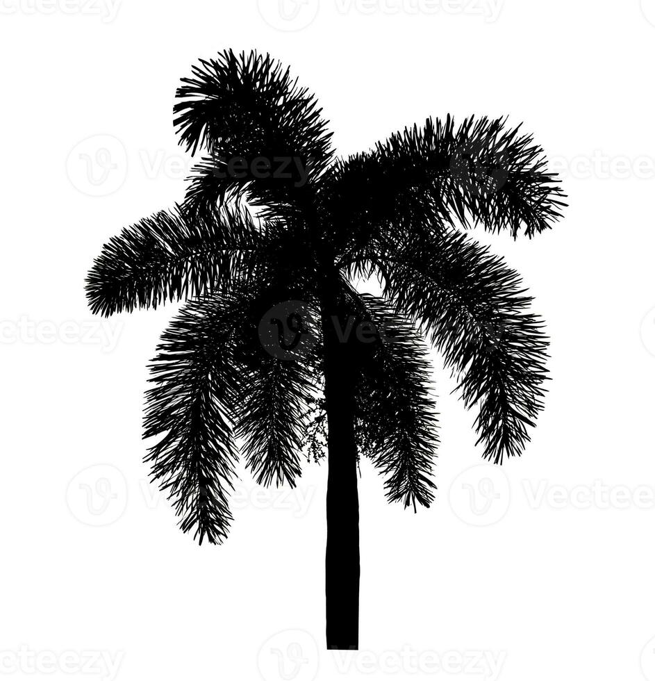 palm tree silhouette on white background with clipping path and alpha channel. photo