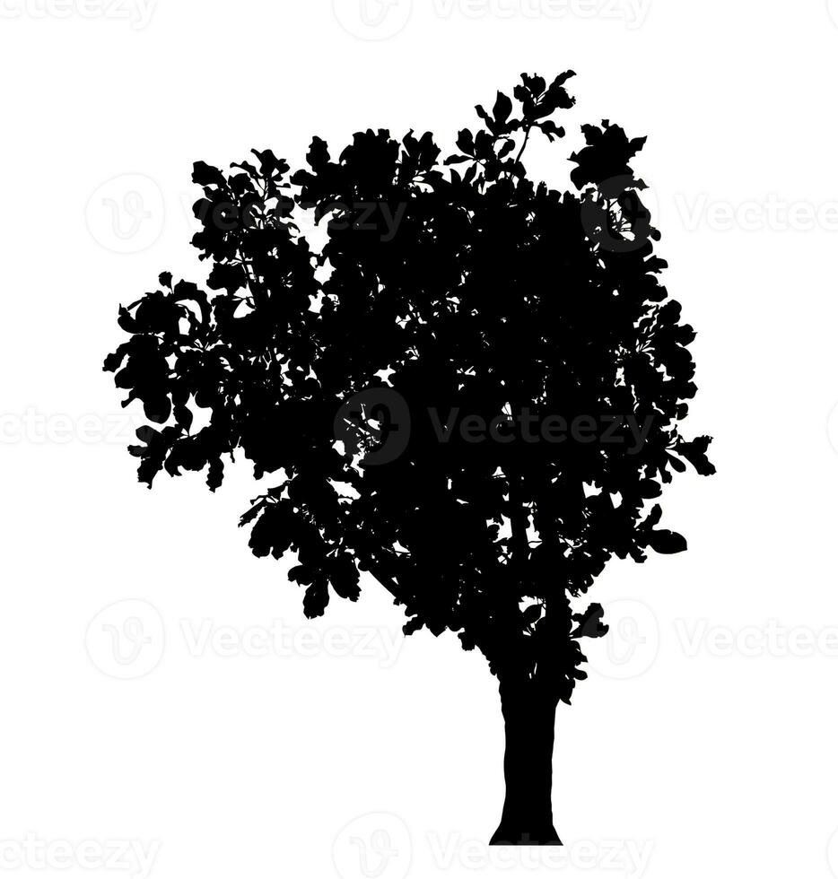 Tree silhouette on white background with clipping path and alpha channel. photo