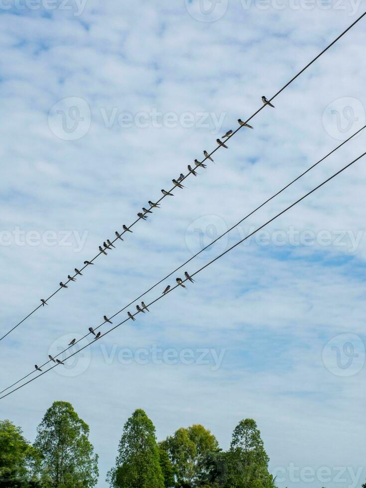 Birds on wires against blue sky photo