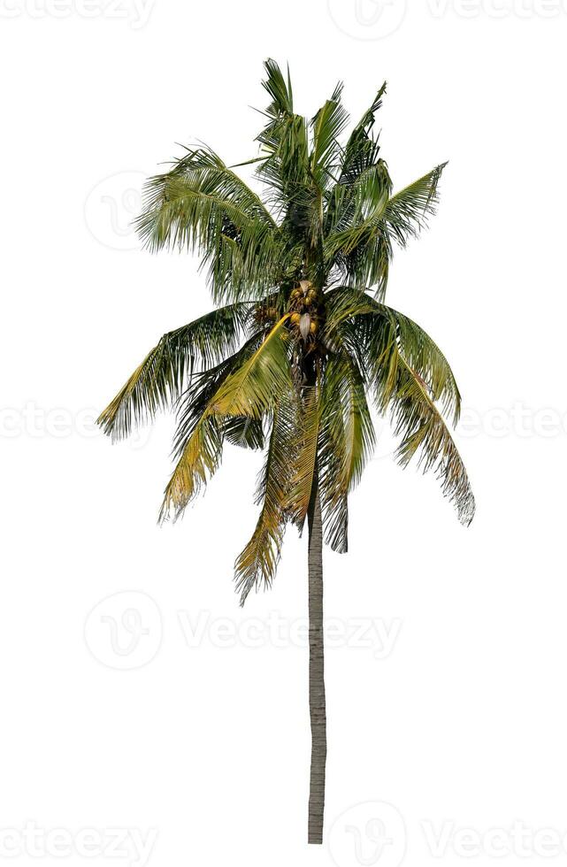 Coconut tree on white background with clipping path and alpha channel. photo