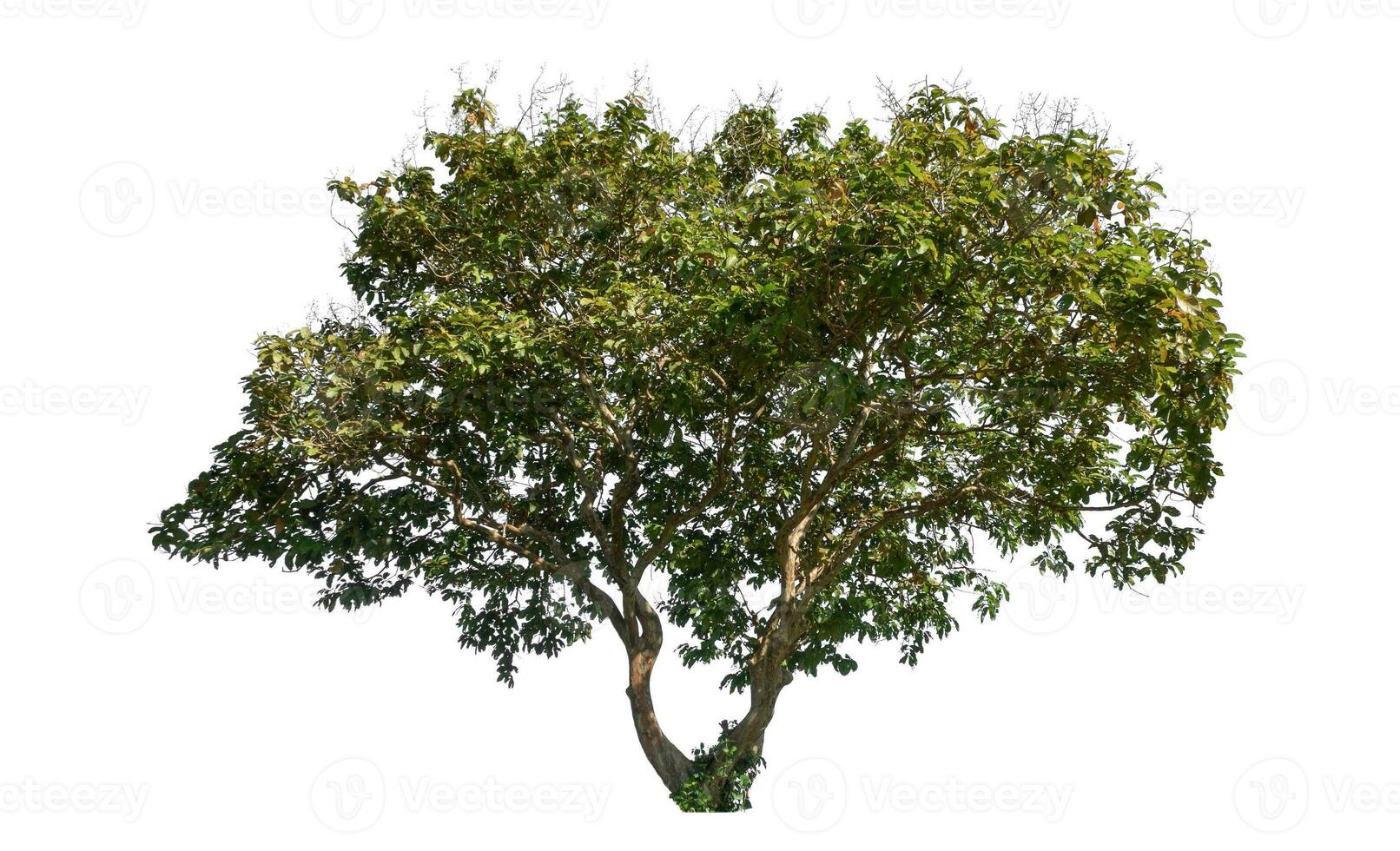 Tree isolated on white background, Tropical tree. photo