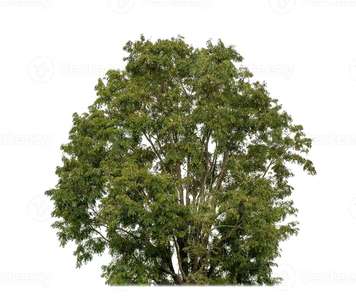 canopy tree on white background with clipping path and alpha channel. photo