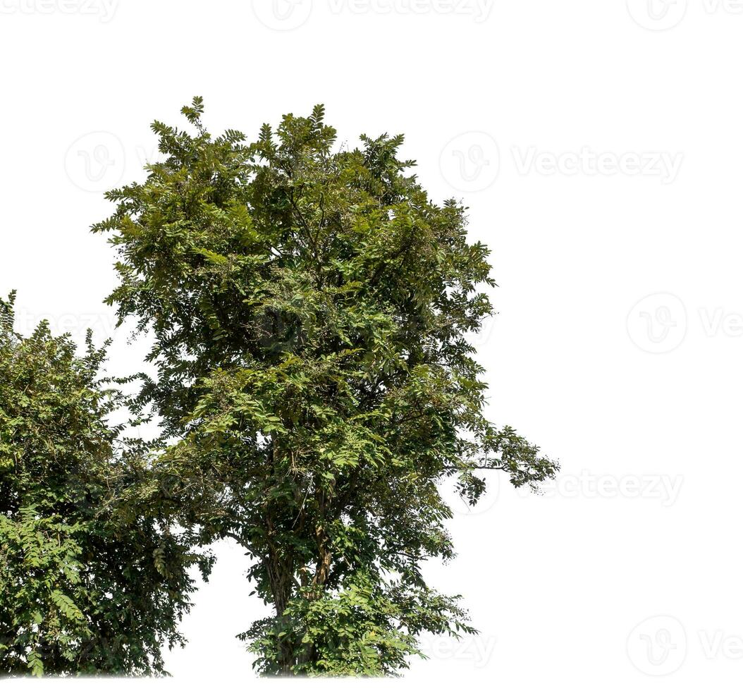 Bush on white background with clipping path and alpha channel. photo