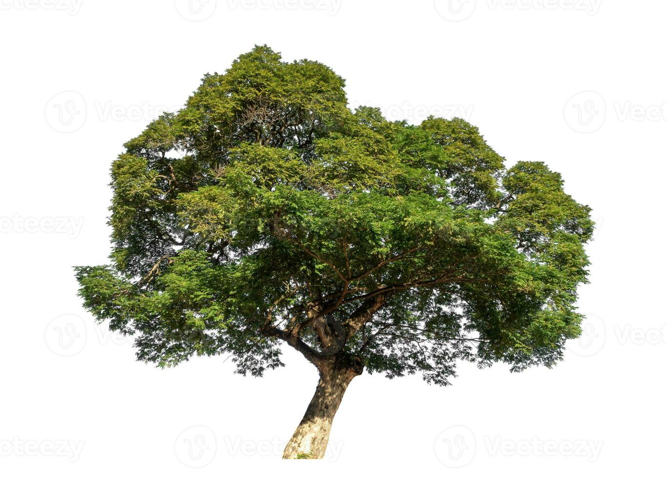 Big tree isolated on white background, Tropical tree. photo