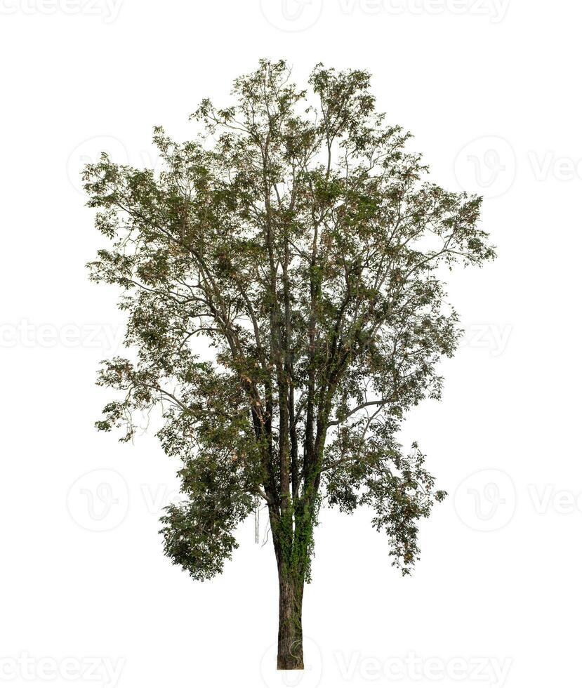Trees isolated on white background, Tropical tree. photo