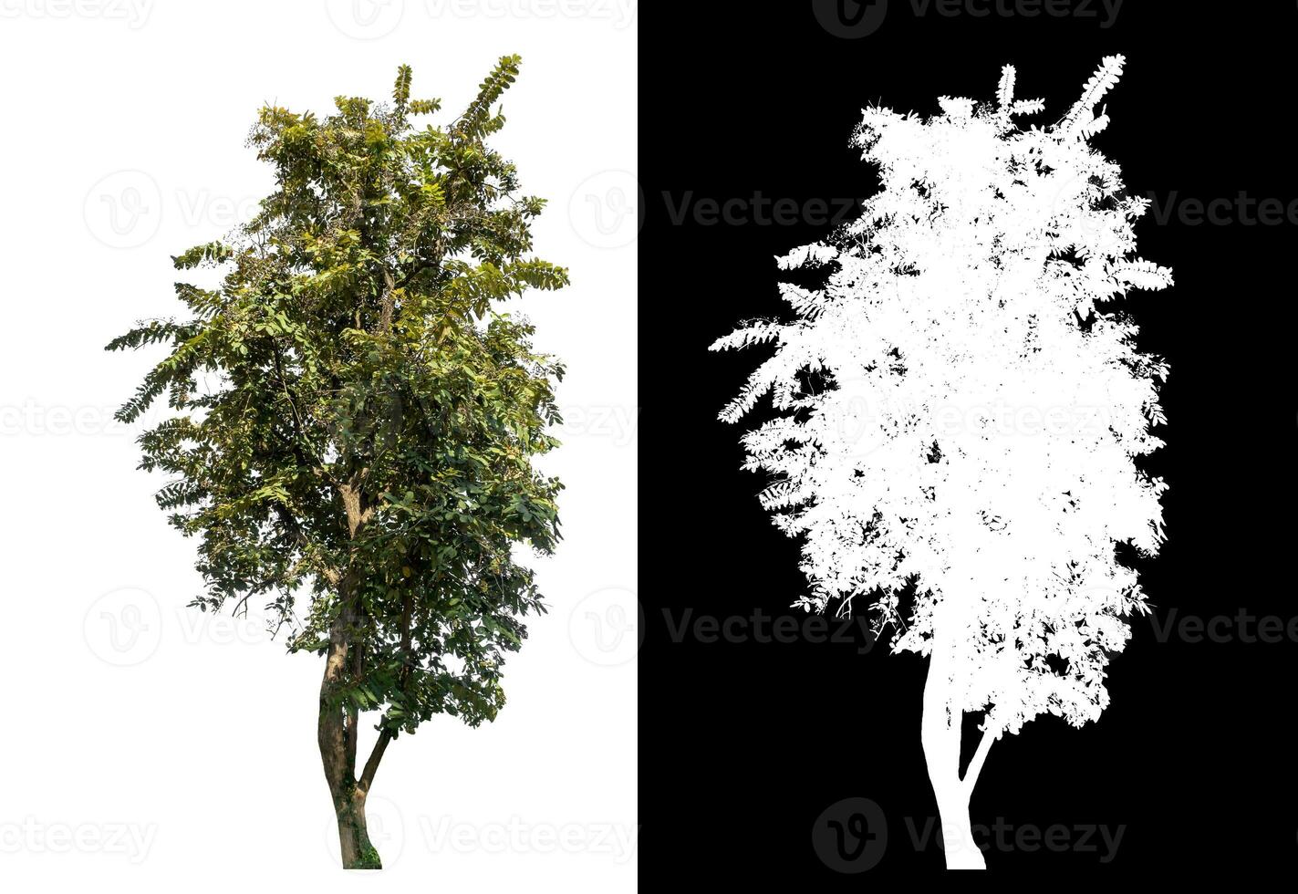 Single tree on white background with clipping path and alpha channel on black background. photo