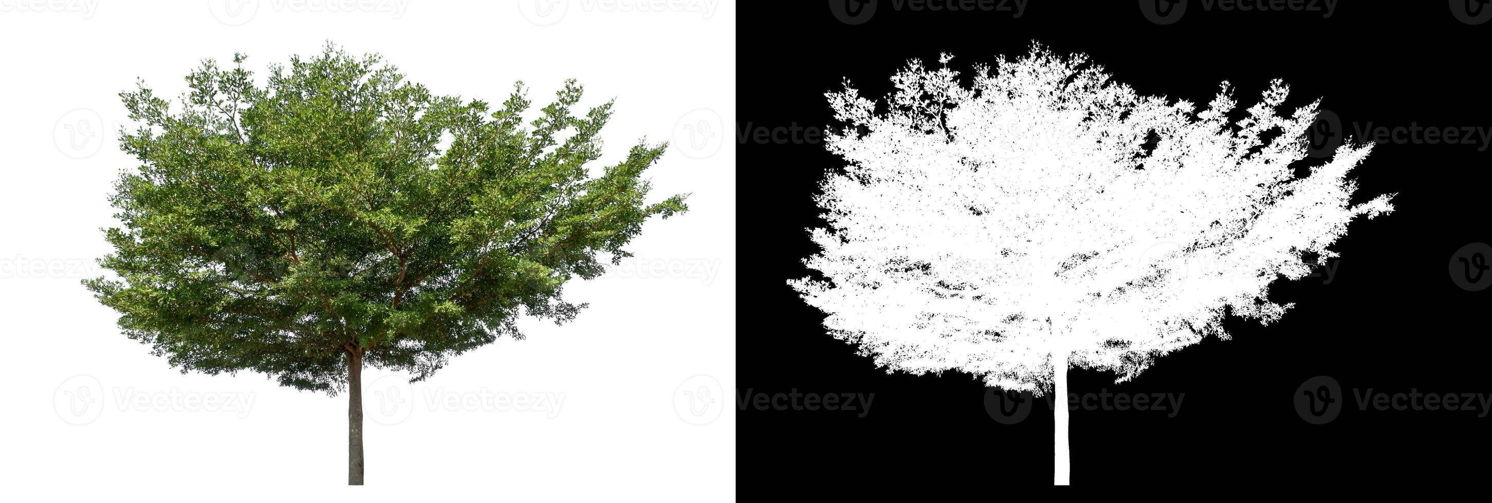 Green tree on white background with clipping path and alpha channel on black background. photo