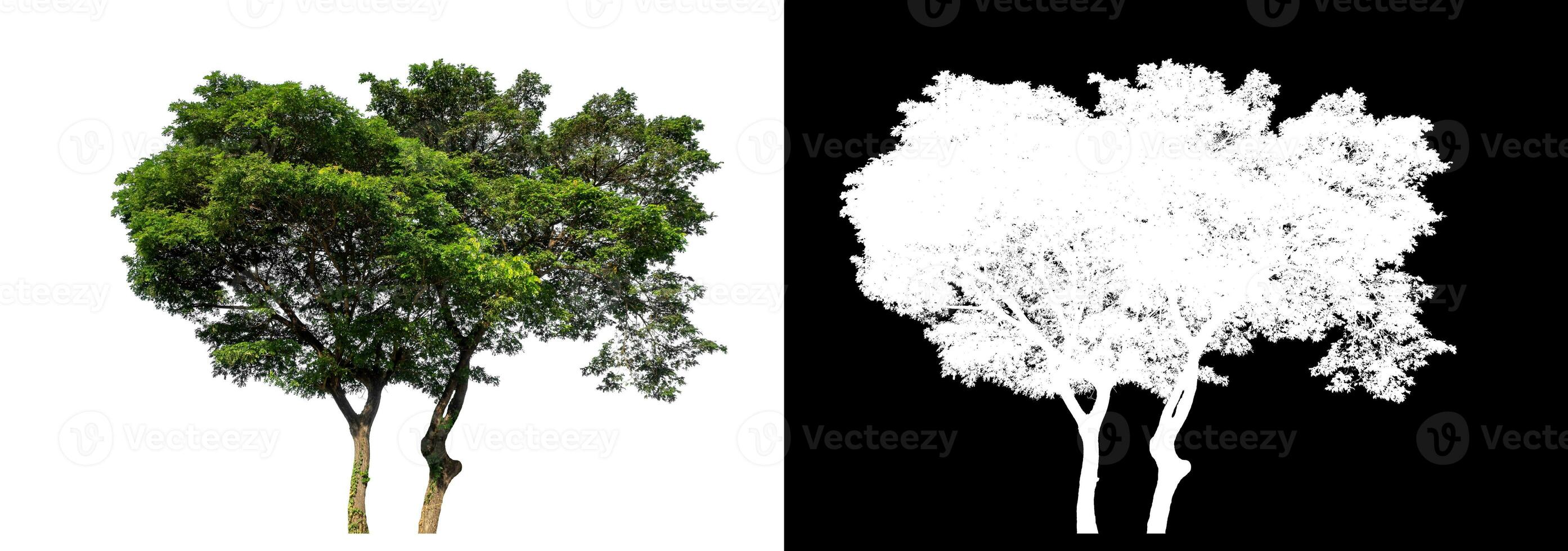 verde árbol en blanco antecedentes con recorte camino y alfa canal en negro antecedentes. foto