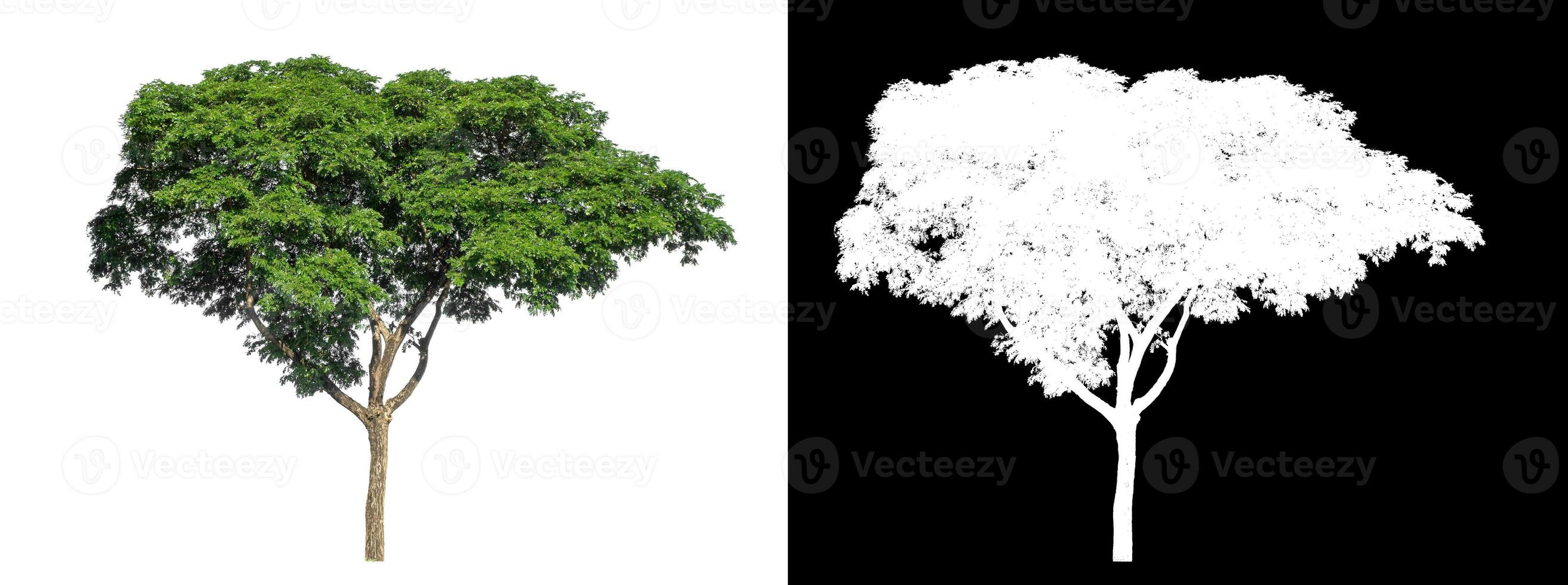 Green tree on white background with clipping path and alpha channel on black background. photo